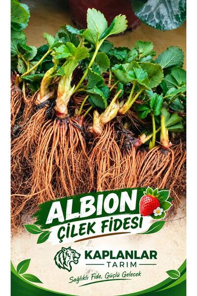 Albion 50 ADET ÇİLEK FİDESİ SOĞUĞA DAYANIKLI YÜKSEK VERİMLİLİK 7 VEREN AÇIK KÖK