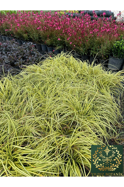 YILDIZ BOTANİK Carex Oshimensis Evergold Bitkisi Renkli Süs Çimi Altın Yapraklı