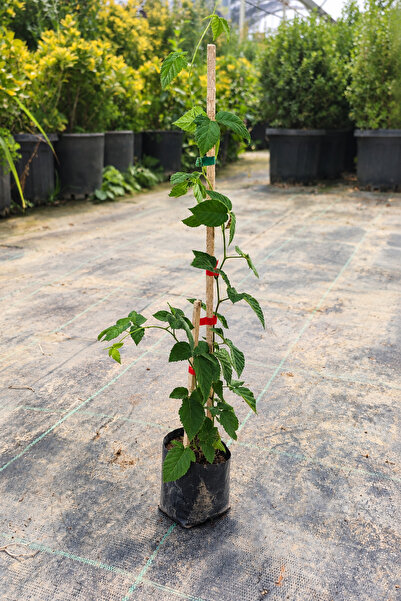 Vasada Chester Böğürtlen Fidanı Dikensiz Rubus fruticosus Chester Tüplü 40-50 cm