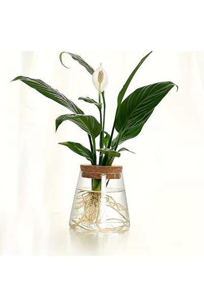 Choice محطة تكاثر النباتات GM-3.35inX3.74in مع مزهريات زجاجية - رف نباتات للط...