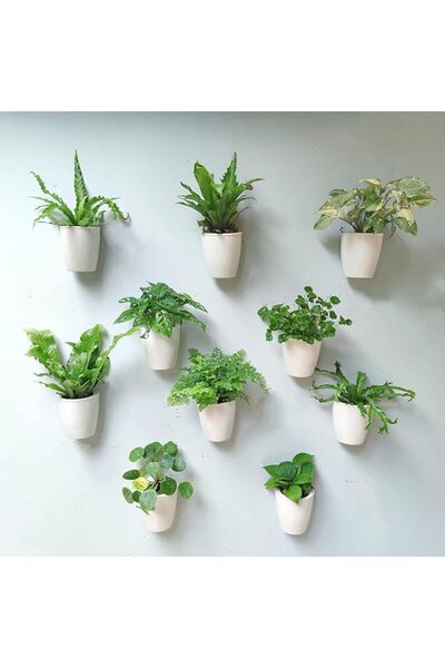 GENERAL LaLaGreen Wall Mounted Planters for Indoor Plants - 10 Pack, 5 Inch S...