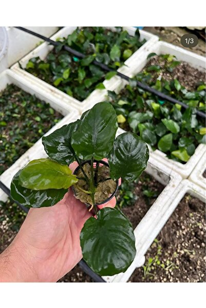Anubias barteri round (golden coin) 1 kök 5-7 yaprak