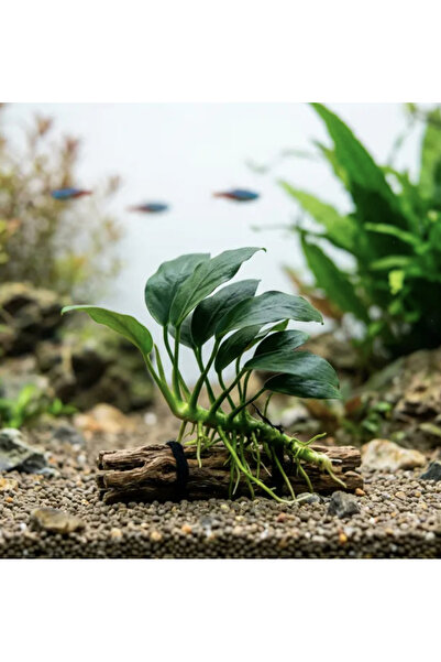 Anubias barteri var nana 1 kök 5-7 yaprak