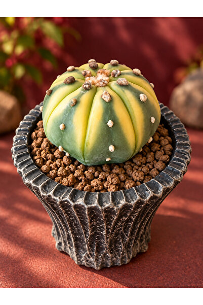 ATLANTE CACTUS Astrophytum Asterias “Yellow Groove”