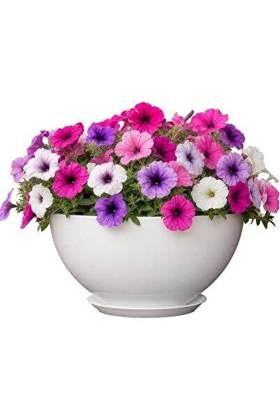 GENERAL Classic Home and Garden Premiere Collection Planter, Rosie 10", Stark...