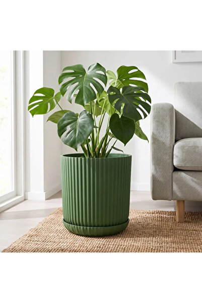 SERİNOVA Lotus Tabaklı Z.Yeşili - 3 NO