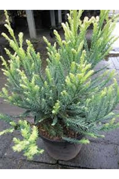 Original Sequoia de coasta pitica, sequoia sempervirens adpressa