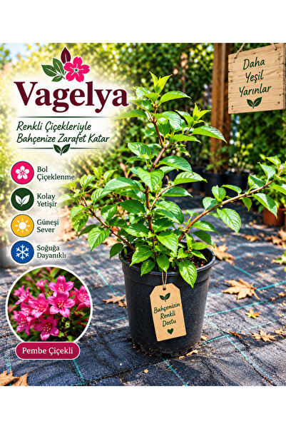 FİDANKÖY Vagelya çiçeği büyük saksılı
