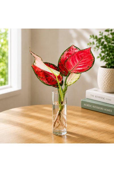 Generic Aglaonema Red Cubo