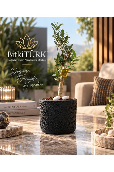 BitkiTÜRK İthal Zeytin Bonsai Adayı Özel Beton Saksılı Dekoratif Canlı Bitki Hediyelik