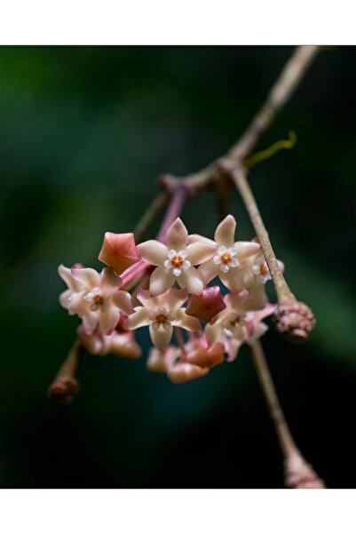 Hoya Latifolia Silver Mum Çiçeği