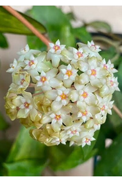 SİMAN BOTANİK Hoya Panglai West Java Albo Mum Çiçeği