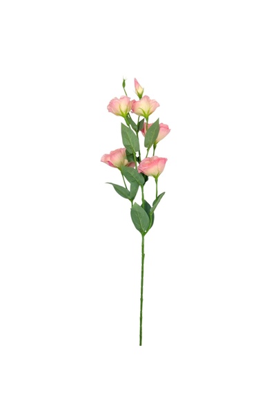 Ambalaje Flori Online Fir Eustoma 84cm Crem Roz