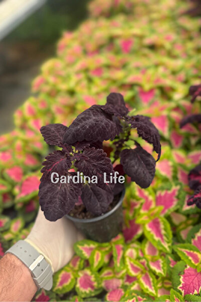 Gardina Yaprak Güzeli Black Dragon 1 Adet