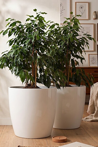TEMMUZ HOME “2 Adet 22 Litre (Kirli Beyaz)Tabaksız Drenaj Izgaralı, Büyük Boy...