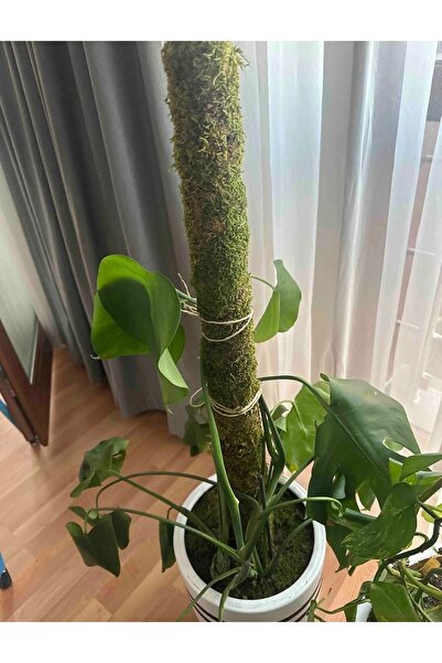 greendeco Bitki Destek Çubuğu 100 Cm (yosun Sopası)-saplama aparatlı destek çubuğu
