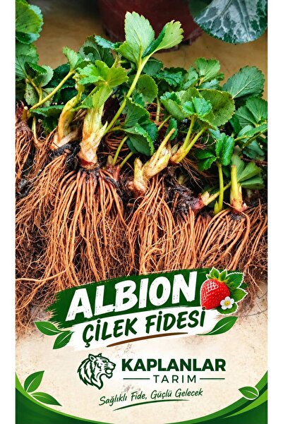Albion 10 ADET ÇİLEK FİDESİ SOĞUĞA DAYANIKLI YÜKSEK VERİMLİLİK 7 VEREN AÇIK KÖK