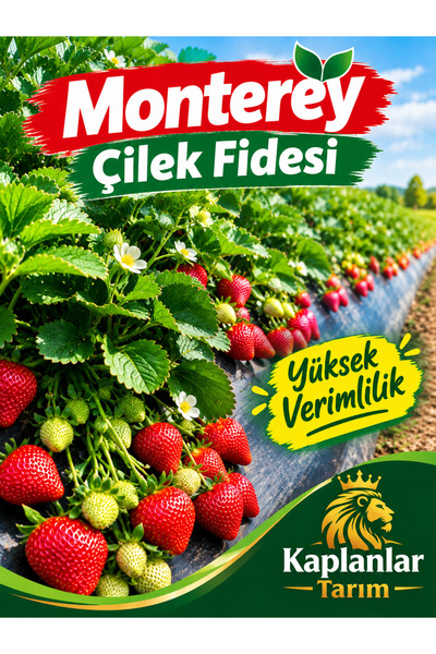 Monterey 15 ADET ÇİLEK FİDESİ SOĞUĞA DAYANIKLI YÜKSEK VERİMLİLİK 7 VEREN AÇIK...