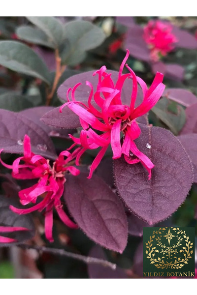 YILDIZ BOTANİK 4 Adet Loropetalum Rüya Çiçeği Fidanı Çit Bitkisi 25-30 CM