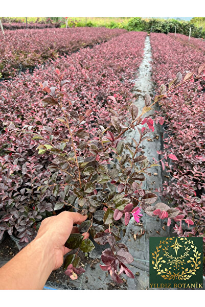 YILDIZ BOTANİK Loropetalum Rüya Çiçeği Chinense Fede 30-40 CM