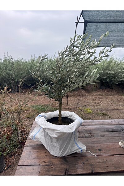 Kalfy Store Zeytin Fidanı Gemlik Sofralık Zeytin Ağacı Yetişkin Boylu Saksılı...