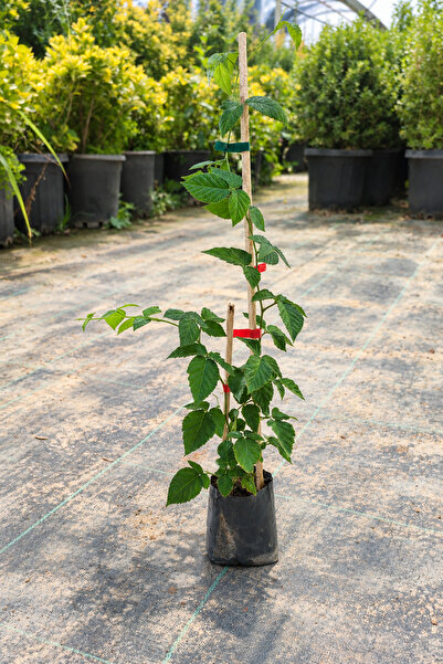 Vasada Chester Böğürtlen Fidanı Dikensiz Rubus fruticosus Chester Tüplü 40-50 cm