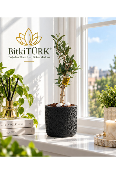 BitkiTÜRK Dokulu Beton Saksıda İthal Zeytin Ağacı Bonsai Adayı| Zeytinyağı Tü...