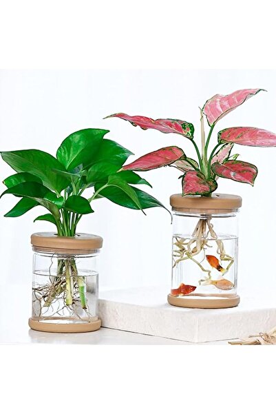 GENERAL ALMEKAQUZ 2 PCS Hydroponic Planters,Transparent Self-Watering Pots