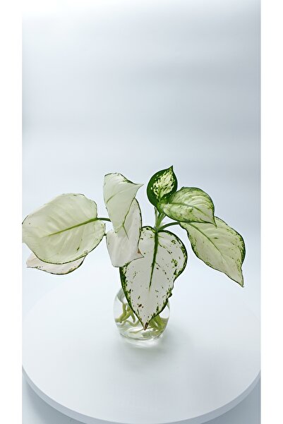 yonca akuabotanik Aglaonema – Canlı Dekoratif Suda Yetişen Bitki
