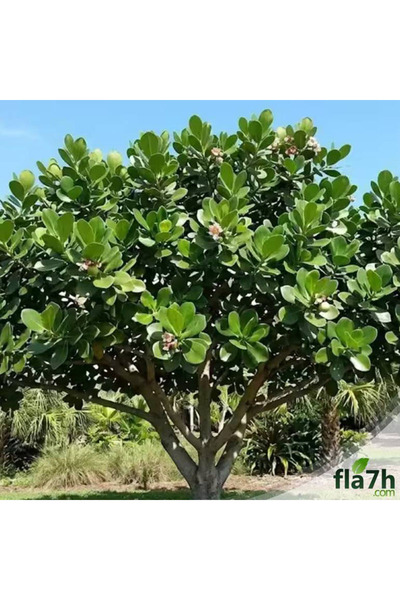 Generic Brand بذور شجرة كلوزيا ( 1 كيلو ) - Clusia rosea