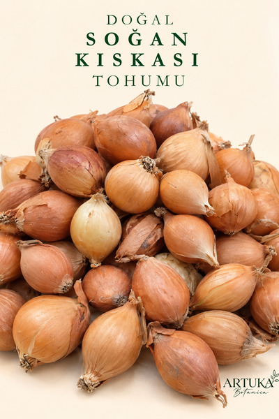 Artuka Botanica Doğal Arpacık Soğan Tohumu 400 gr | 2 Numara Yeşil Soğan Kısk...