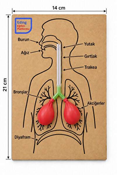 EDİNG EĞİTİM PLATFORMU Solunum Sistemi Modeli ve Akciğer Fen Deney Seti – STEM Fen Bilimleri Deney Seti | Eğitim Kiti Boyanabilir