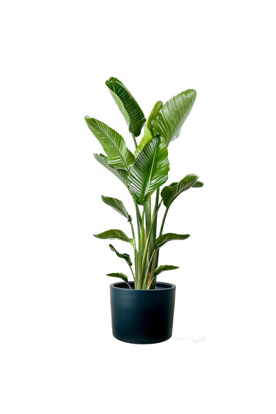 Fidanburada Starliçe XL (Strelitzia) Ruby Antrasit Saksılı