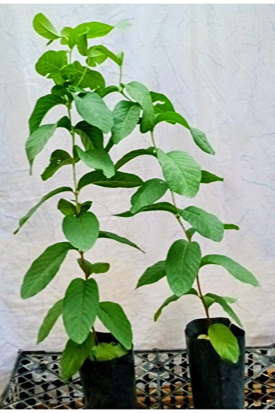 Genel Markalar Guava fidanı