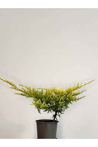 Original Ienupăr LIME GLOW
