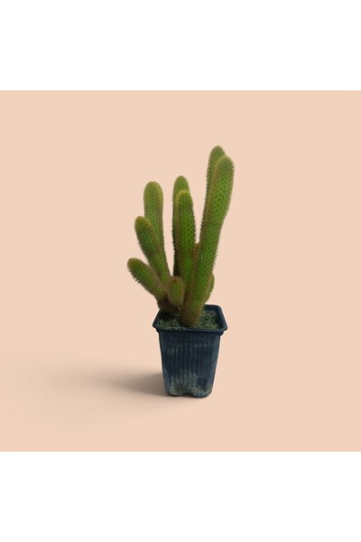 Makro Kaktüs Maymun Kuyruğu (Cleistocactus winteri Hildewintera aureispina