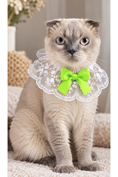 Canbutik Cat and Small Breed Dog Collar