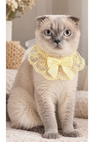Canbutik Cat and Small Breed Dog Collar Yellow