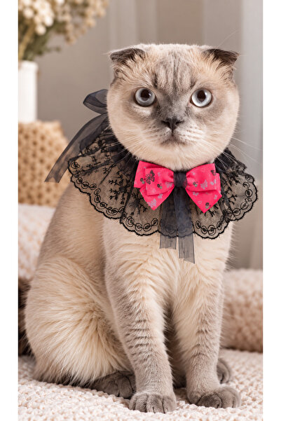 Canbutik Cat and Small Breed Dog Collar Black