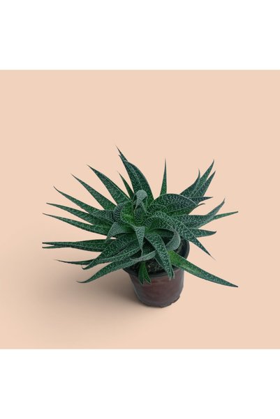 Gasteria Flow 30 cm