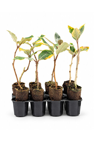 sasera 8 Adet Alacalı İğde Paper Pot Set – Bahçe Peyzaj ve Çit Fidanı