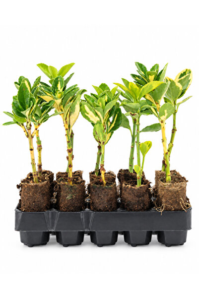 sasera 10 Adet Alacalı Taflan Paper Pot Set – Dekoratif Doğal Çit Fidanı