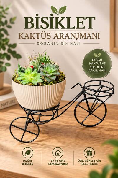 Dekoratif Bisiklet Kaktüs Aranjmanı Saksılı Kaktüs Dekoru Masa Üstü Ev Ofis Hediye