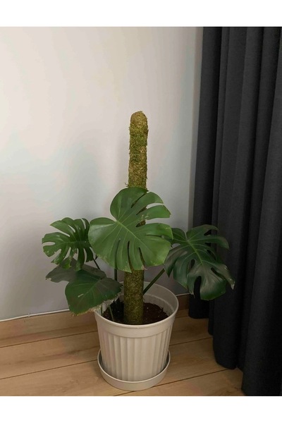 greendeco Saplama aparatlı Bitki Destek Çubuğu 120 Cm (yosun Sopası)