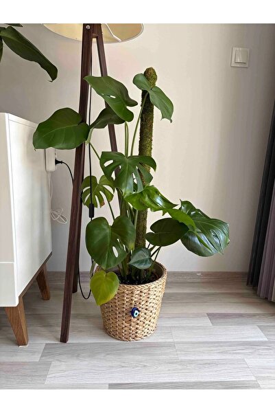 greendeco Bitki Destek Çubuğu 100 Cm (yosun Sopası)-saplama aparatlı destek ç...