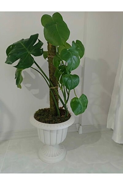 greendeco 125cm 15cm (SAPLAMA APARATI):140 Cm Bitki Destek Çubuğu
