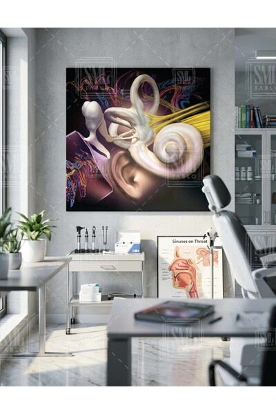 SML TABLO Kulak Anatomisi Ear Duyma Kulak Burun Boğaz Ent Kare Kanvas Tablo