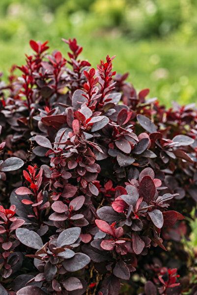 Vasada Kadın Tuzluğu Fidanı Berberis Thunbergii Rose Glow Tüplü 30 cm