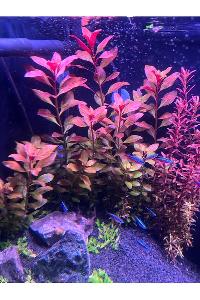 Aslan Ludwigia Repens Super Red Mini (Budama) -4 Dal(8-12 cm minimum )