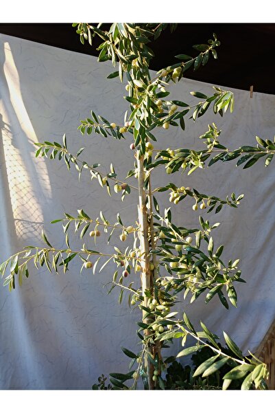 Arbequina bodur zeytin meyveli